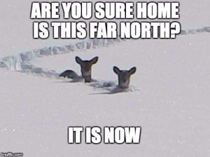 Two deer neck-deep in snow